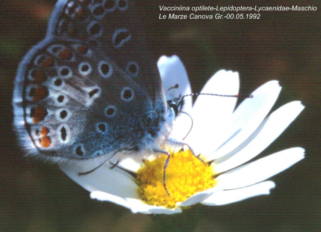 Lepidottero da identificare (167)